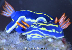 Hypselodoris Festiva by Yosuke Tsuchida 